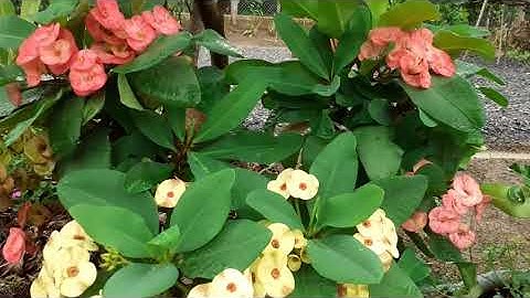 Xương rồng Bát Tiên