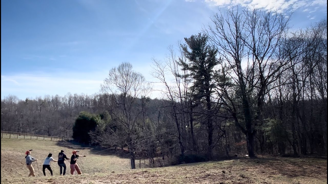 Опасная работа: распиловка и валка сухих ясеней для изготовления будущей мебели (