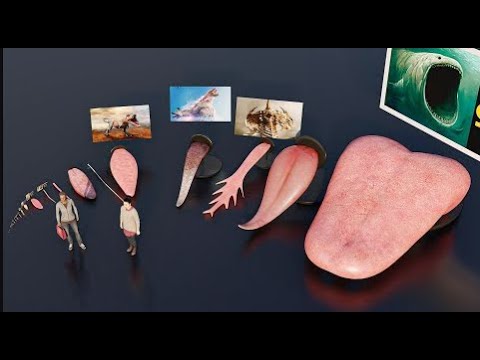 Monster Tongue Size