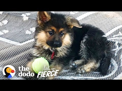 The German Shepherd Puppy Will Never Grow Up | The Dodo Little But Fierce