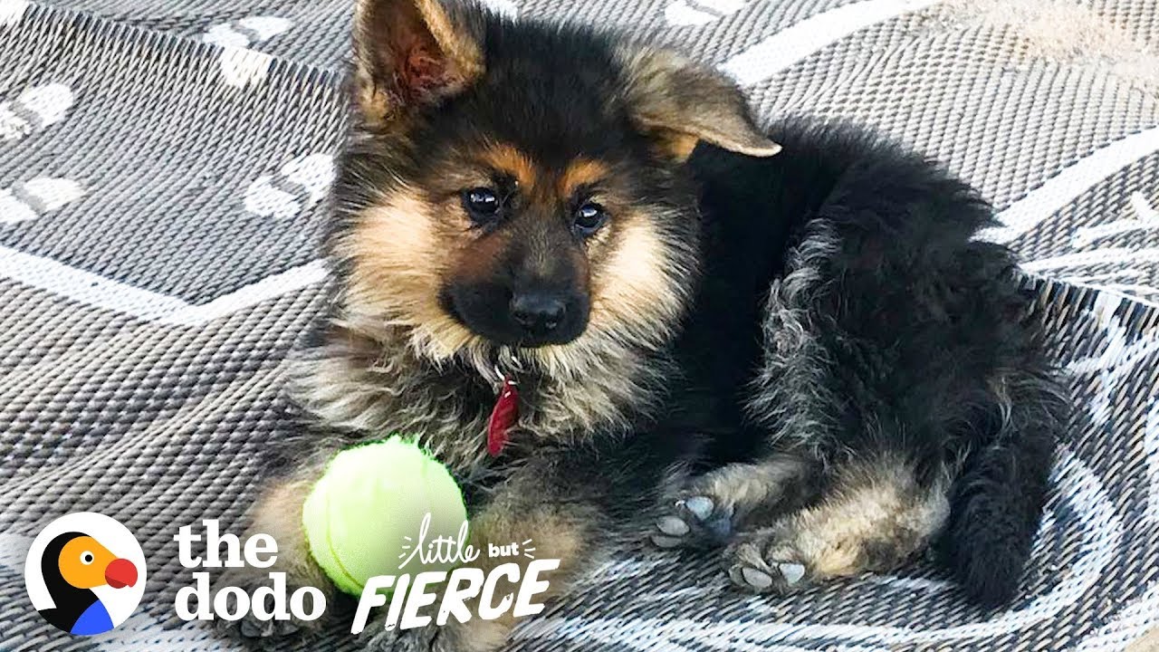 The German Shepherd Puppy Will Never Grow Up | The Dodo Little But Fierce