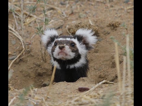 Video: Steppe ferret: photo and description, behavior, reproduction. Why is the steppe ferret listed in the Red Book?