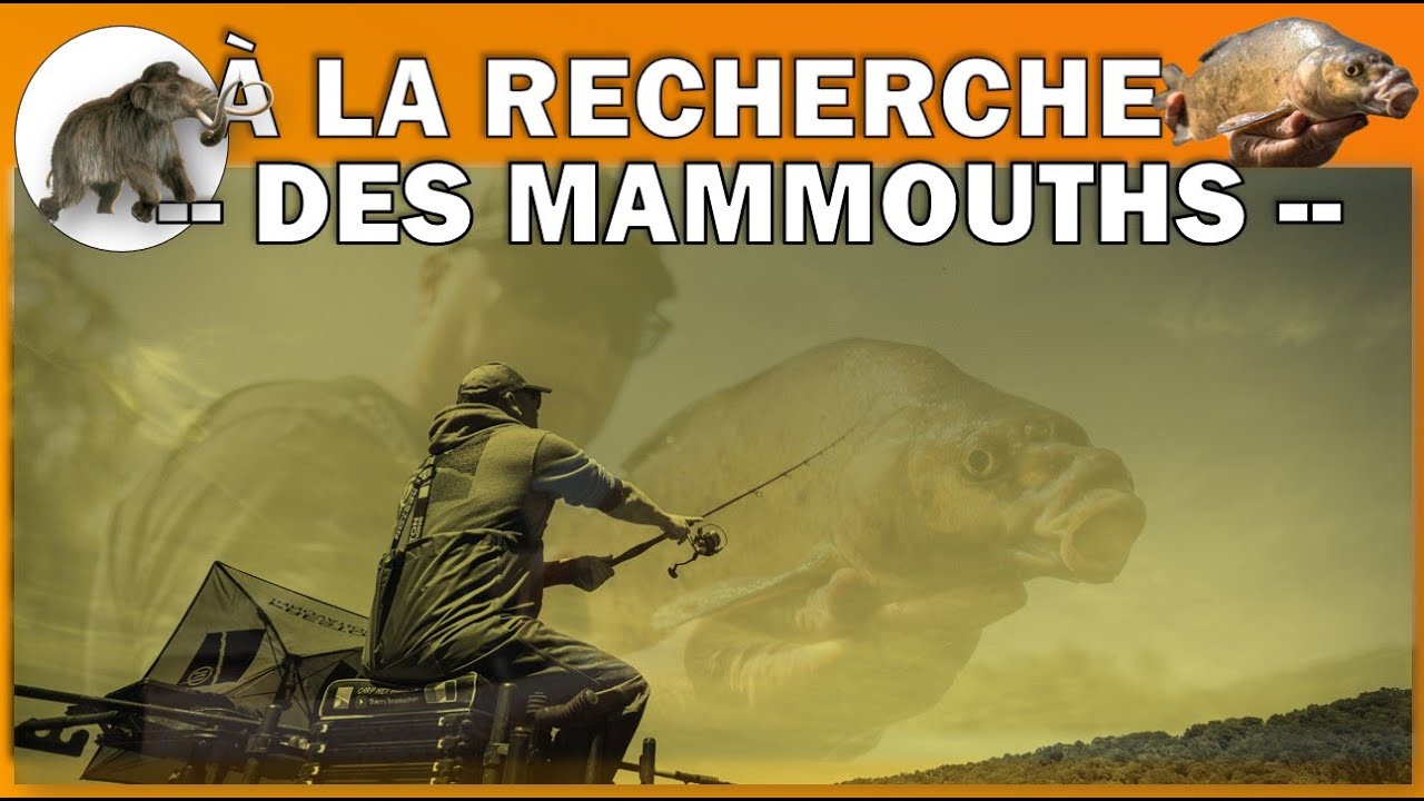 🎥🎞à la recherche des Mammouths | Pêche au feeder|  brèmes en Lac🤟💪