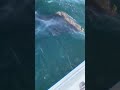 nordkapp halibut