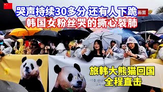 哭嚎声一片韩国上万人送别旅韩大熊猫回国“福宝”乘专机抵达成都/Giant panda 'Fubao' returns to China, Koreans bid farewell in tears