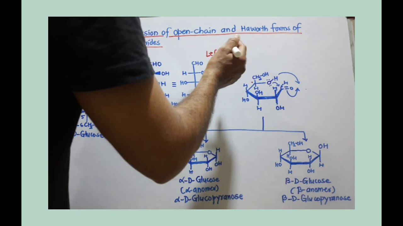 Interconversion of open chain and Haworth forms of Monosaccharides