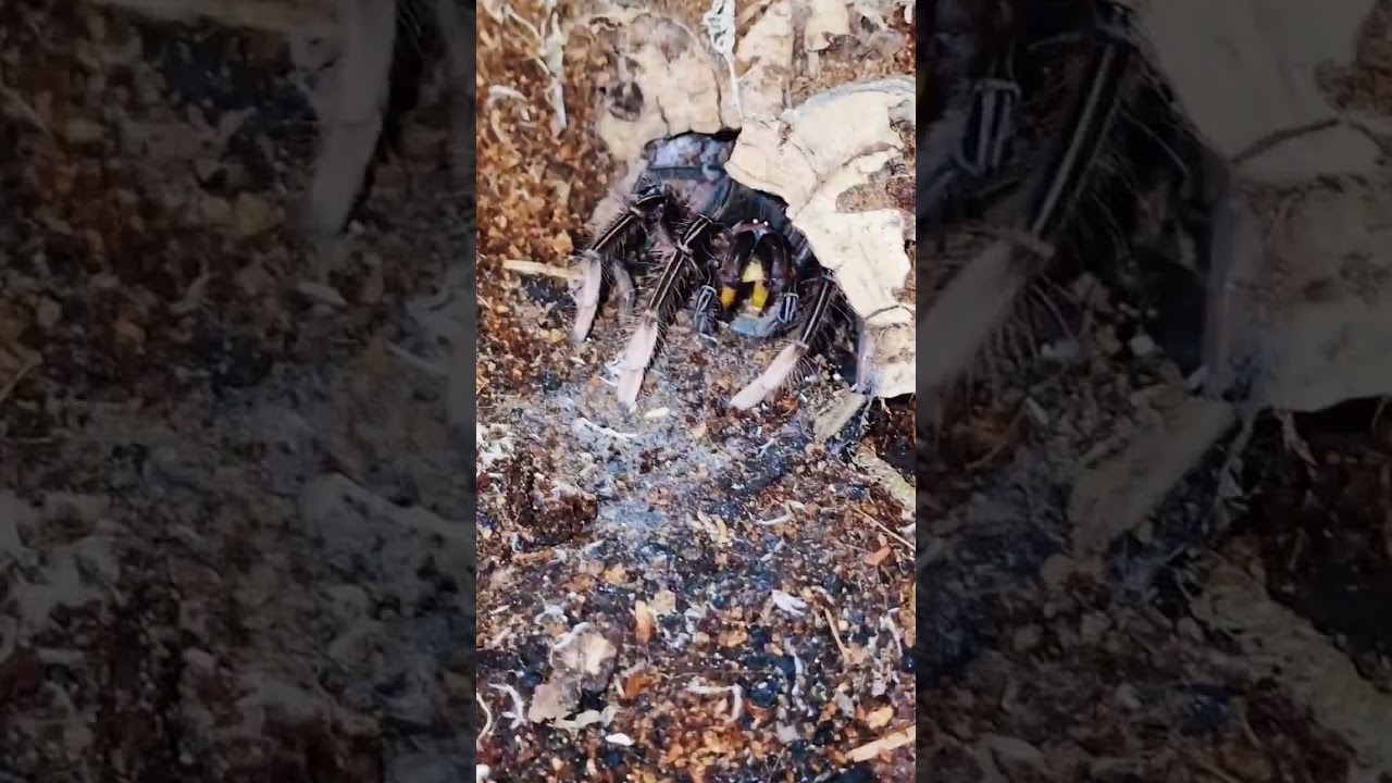 Theraposa apophysis feeding