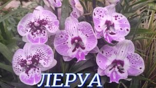 №781/ МОСКОВСКАЯ поставка ШИКАРНЫХ орхидей а ЛЕРУА МЕРЛЕН