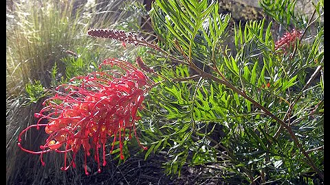 Grevillea 'Robyn Gordon' -  A beautiful low-care s...