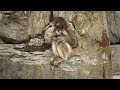 ブラウンケナガクモザル【江戸川区自然動物園】