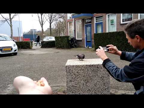 Natuurbeelden ( 7 ) Notenkraker in Wageningen