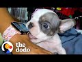 1-Pound Puppy Is An Absolute Terror — Until He Meets This Girl | The Dodo Little But Fierce