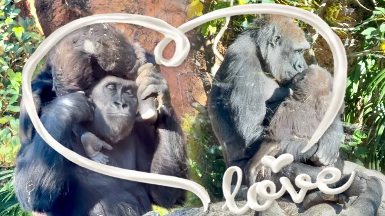 😍妹が大好き過ぎるゴリラの姉達💞Gorilla's world full of pure and