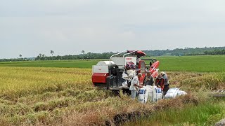 PANEN PADI HARI INI SAWAH MBAH WITO