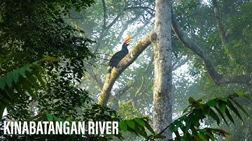 Kinabatangan UNESCO Biosphere Reserve, Malaysia: Amazon Of The East/ Sukau Greenview B&B