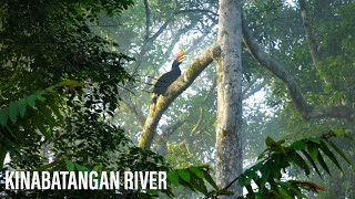 Amazon Of The East: Kinabatangan River, Sukau, Sabah, Malaysia / Sukau Greenview Bed & Breakfast
