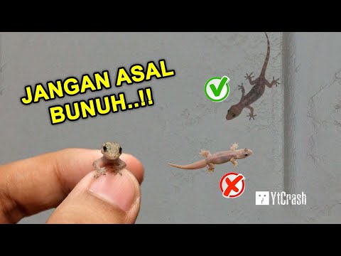 Video: Di manakah tidak bercabang berlaku apakah yang boleh menyebabkannya?