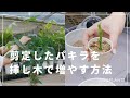 【やらないと損】剪定したパキラを挿し木で増やす方法｜必要な道具、使う土の種類、水やり、管理方法も解説◎ #観葉植物 #観葉植物のある暮らし