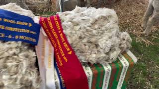 Macquarie Dohnes At Hamilton Sheepvention 2022