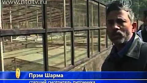 В Непале сохраняют редкий вид крокодила