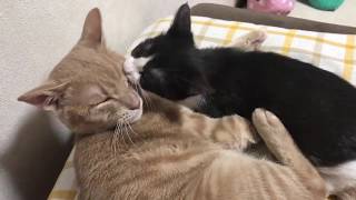 戯れてくる子猫を寝かしつける猫