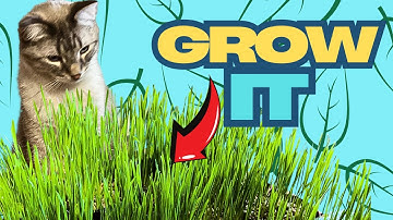How To Grow Cat Grass Indoors