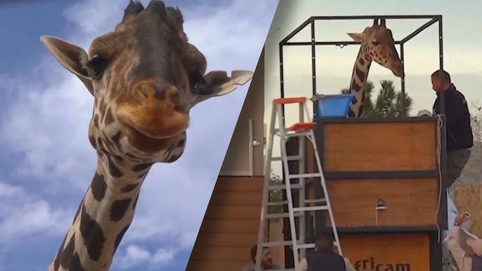 Giraffe Makes 50 Hour Trek To New Safari Home