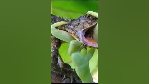 Praying mantis attacking a chameleon