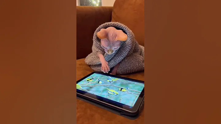 Video 11659491: sphynx cat, sphynxcat, hairless