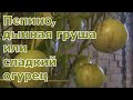 Урожай пепино, дегустация плодов. Сохранение кустов пепино до следующего сезона. Экзот в Подмосковье