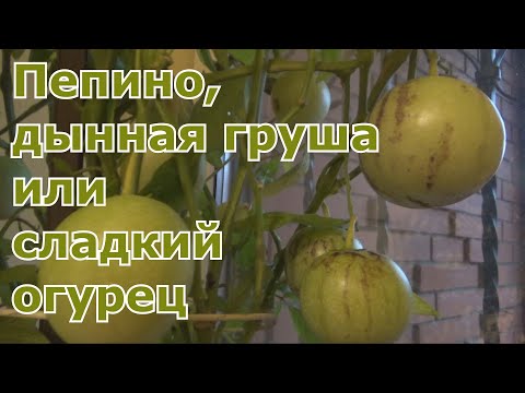 Урожай пепино, дегустация плодов. Сохранение кустов пепино до следующего сезона. Экзот в Подмосковье