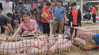 Go to the market to buy piglets to raise.  Don't buy for fear of African cholera. ( Episode 259 ) by  Country Life / My Farm 99,017 views 1 month ago 18 minutes