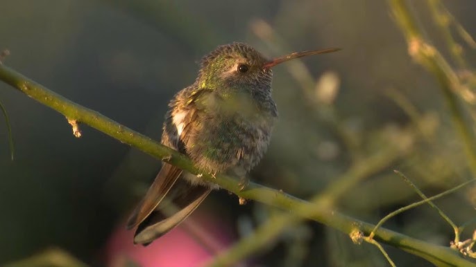 Rare Hummingbird Appears In Couple S Yard