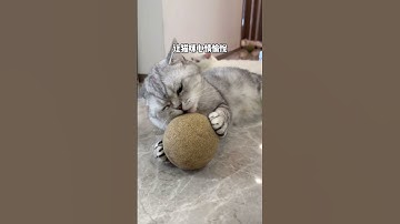 The kitten is so addicted to this catnip ball #cat #youtubeshorts #shorts #youtube