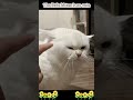 This is so funny, l couldn't stop laughing #funny#doddlersoftiktok #funnyvideos#duet