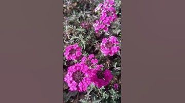 تلاوة عذبة للقاريء ابو بكر الشاطري #nature #اكسبلور flowers#قران_كريم #تلاوة_خاشعة #تلاوات #quoran
