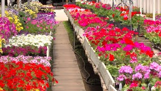 Flower Shops Preparing for Mother's Day