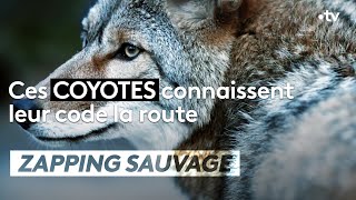 Ils traversent seulement au feu vert - ZAPPING SAUVAGE