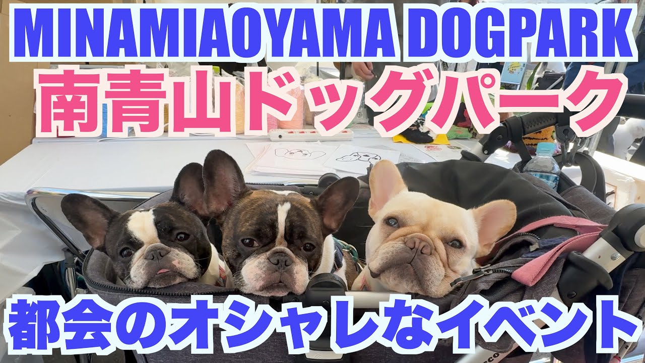 南青山のオシャレな犬イベント 南青山ドッグパーク 【 フレンチブルドッグ french_bulldog 】 シェアグリーン