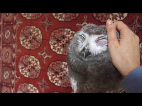 snowy-owl---gor-hugging