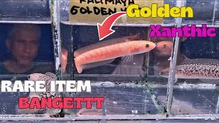 MUTASI BARU IKAN CHANNA‼ GOLDEN XANTHIC❗ UPDATE HARGA IKAN CHANA DI PASAR IKAN HIAS JATINEGARA