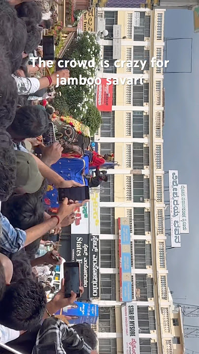 Craze for 🐘Jamboo Savari is surreal 🤩 #mysoredasara #jamboosavari #bheema #elephant #shivanna ✨⭐️