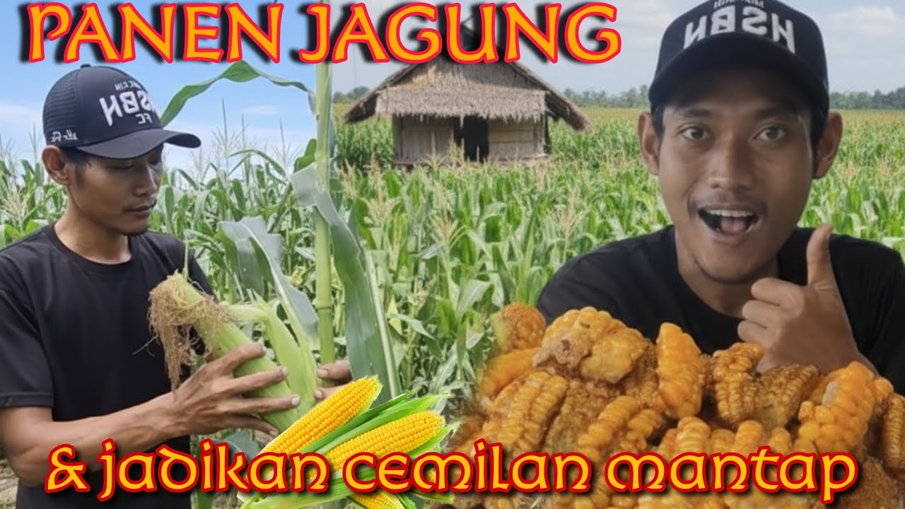 NIKMATNYA JAGUNG GORENG BALADO HASIL PANEN DI KEBUN SENDIRI