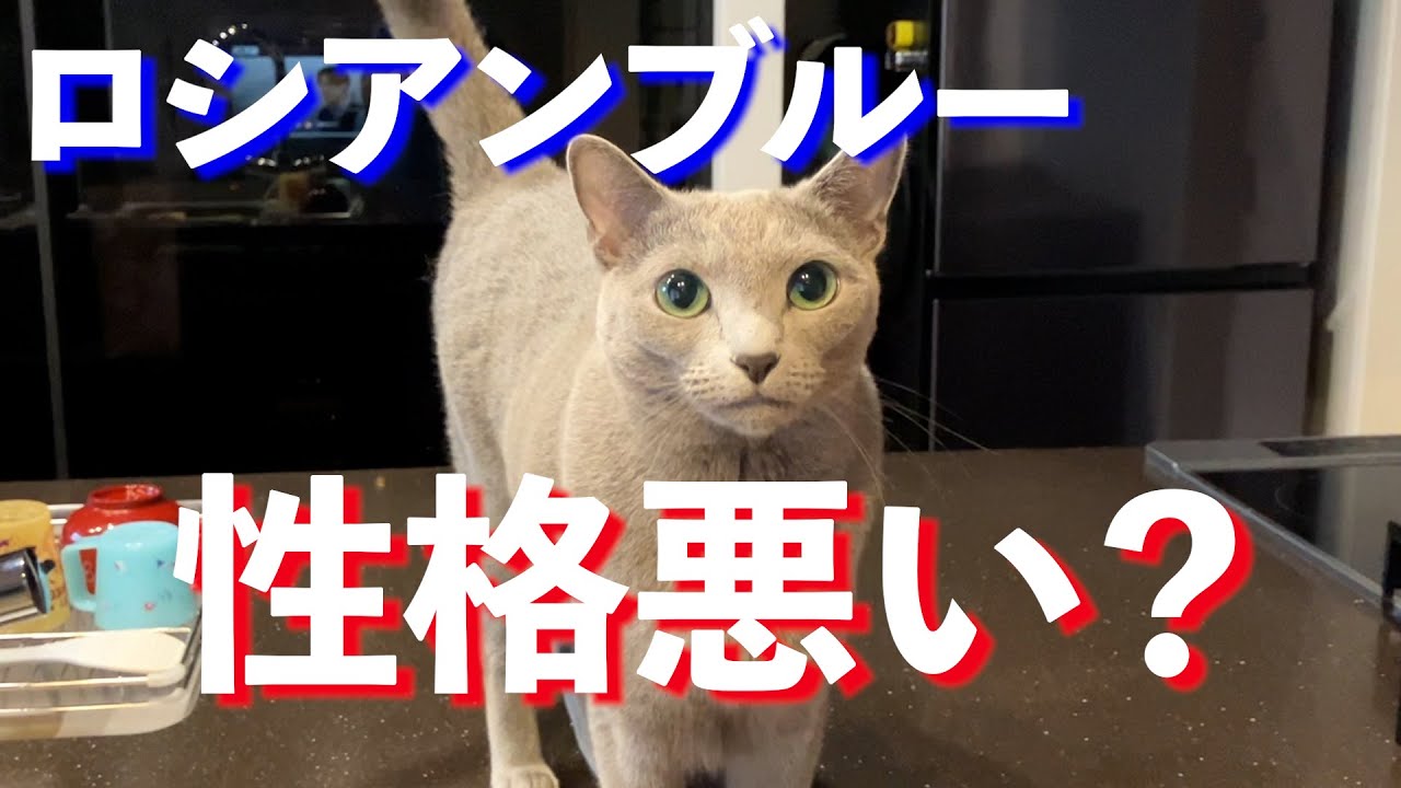 ロシアンブルーの性格・特徴・魅力