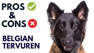 Belgian Tervuren Dog Breed Pros and Cons | Belgian Tervuren Advantages and Disadvantages