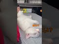小さい頃から弟猫の名前を呼び続けるとこうなります
