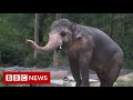 Setting free the world's 'loneliest elephant' - BBC News