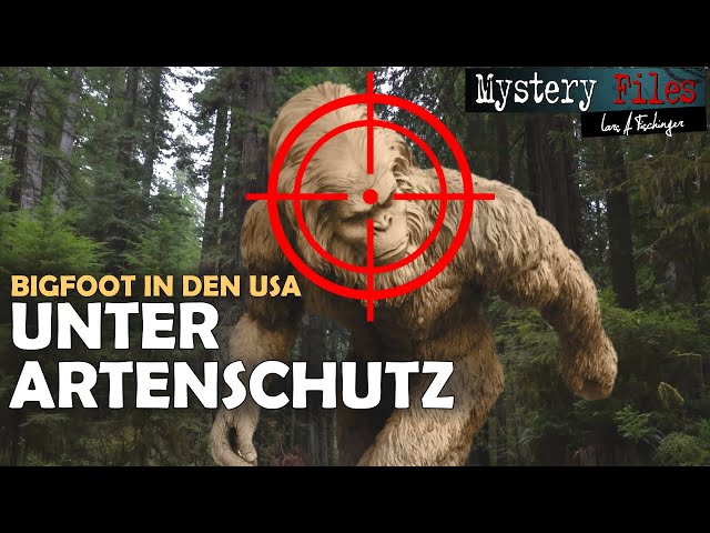 Vom Aussterben bedroht? County in den USA erklärt sich zum Schutzgebiet für den Sasquatch (Bigfoot)!