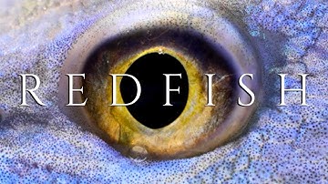 REDFISH | An Original Film