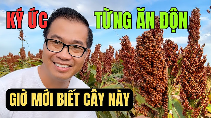 Cuộc sống Mỹ - Gặp Cánh Đồng Bo Bo Ký Ức Một Thời Khó Khăn Hiện Về